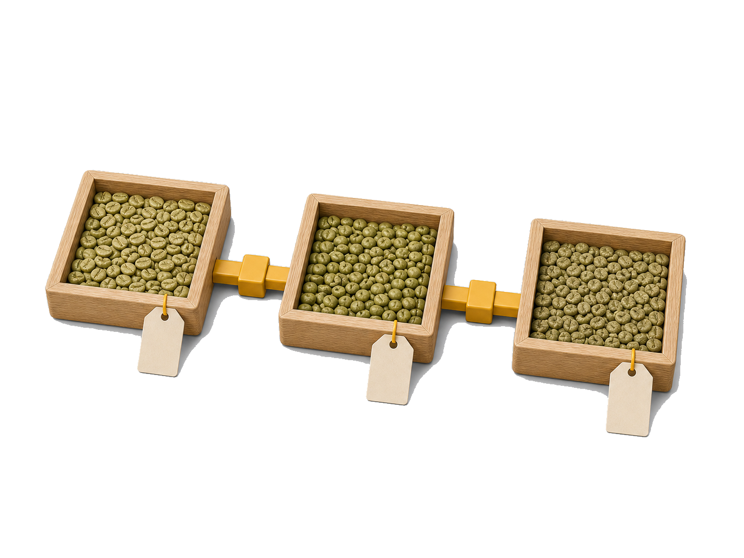 Three green-coffee samples arranged for direct comparison.